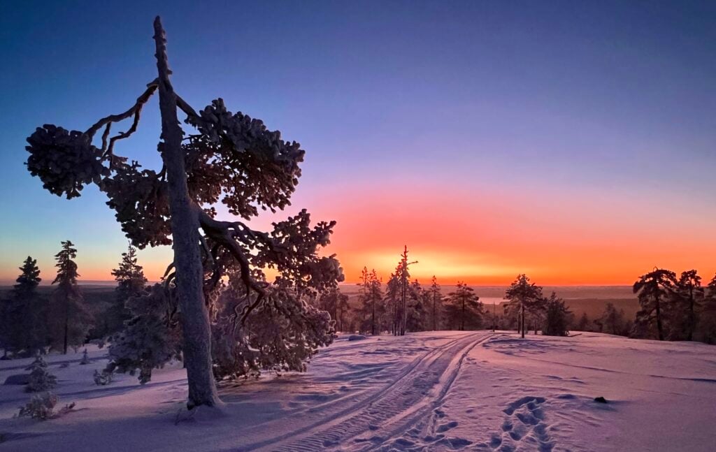 An old pine tree on a snowy hill against a red and blue sunset sky